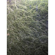Chaetomorpha crassa viva 350 ml | Macroalga per Refugium, Sump e Reattore Alghe | Abbatte Nitrati e Fosfati | AquariumClick