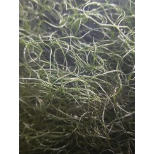 Chaetomorpha crassa viva 350 ml | Macroalga per Refugium, Sump e Reattore Alghe | Abbatte Nitrati e Fosfati | AquariumClick