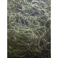 Chaetomorpha crassa viva 350 ml | Macroalga per Refugium, Sump e Reattore Alghe | Abbatte Nitrati e Fosfati | AquariumClick