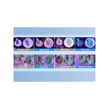 Maxspect NANO TECH BIO PLUGS - 25 Pezzi per la Taleazione dei Coralli