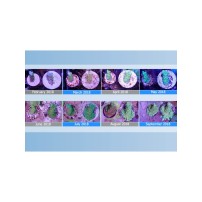 Maxspect NANO TECH BIO PLUGS - 25 Pezzi per la Taleazione dei Coralli