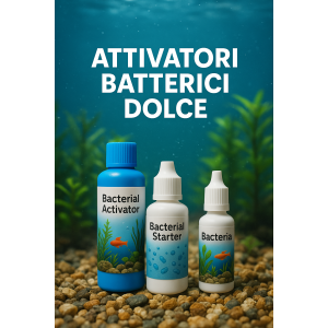 Dolce