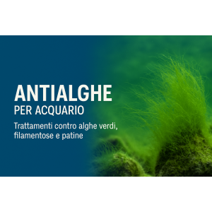 Antialghe per acquario | Soluzioni efficaci e sicure